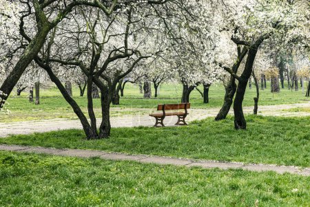 A bench in a spring park. Spring flowering trees and green grass around. Urban landscape