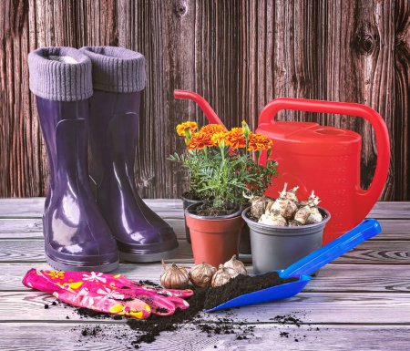 Foto de Botas de goma azul, plántulas de flores y semillas, regadera naranja, herramientas de jardín. Jardinería de primavera y plantas en crecimiento. - Imagen libre de derechos