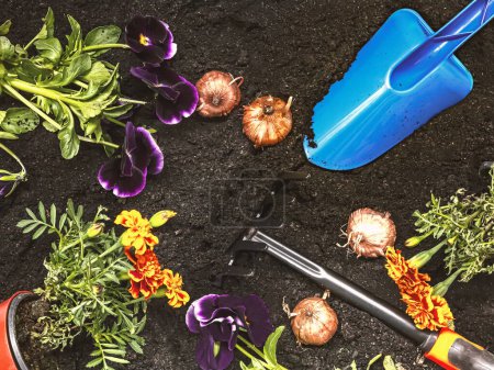 Gartengeräte, Blumensamen und Ringelblumensetzlinge auf Bodengrund, Draufsicht