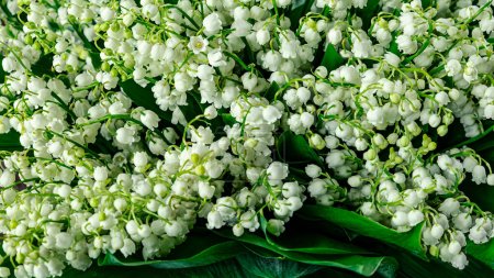 Téléchargez les photos : Fond de lis des fleurs de la vallée. Fleurs blanches de mai parfumées de printemps, vue de dessus - en image libre de droit