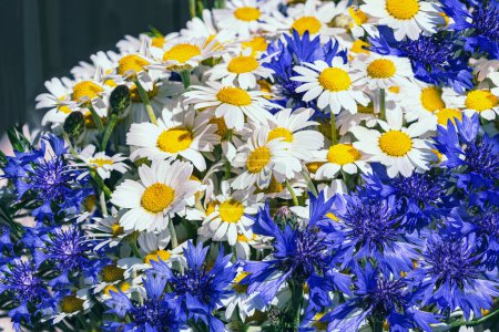 Photo for Bouquet of daisies and cornflowers background. Beautiful blue and white wildflowers in sunlight, side view. - Royalty Free Image