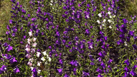 Foto de Campo con flores de color azul de fondo. Verano flores púrpuras en un día soleado - Imagen libre de derechos