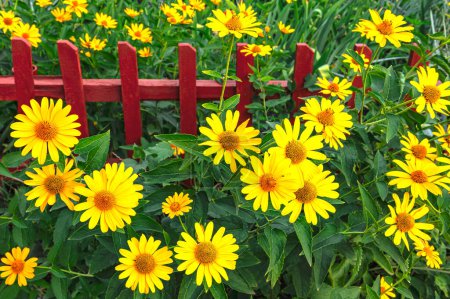 Flowers of Heliopsis helianthoides, false sunflowers on a background of green leaves and a red fence. Summer yellow flowers background