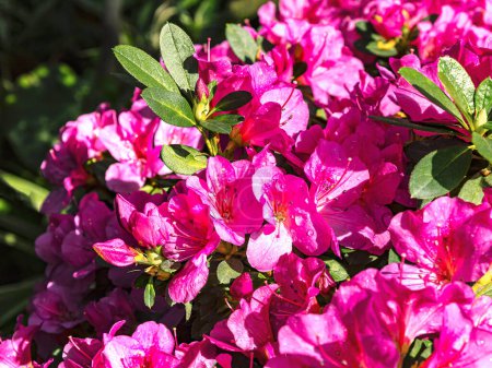 Blooming bush of magenta azalea flowers in sunlight. Floral spring pink background, close up view