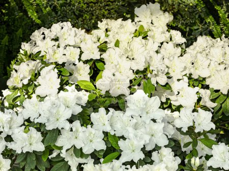 A blooming bush of white azalea flowers against the background of other flowers in a botanical garden. Floral spring background, close up view