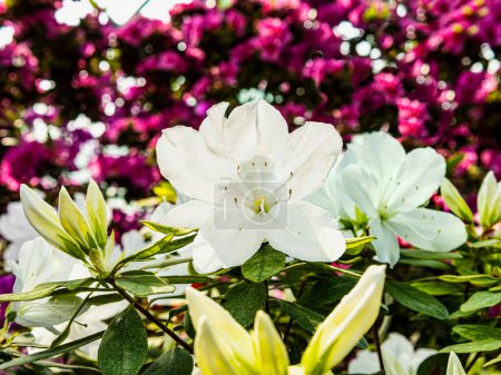 A blooming bush of white azalea flowers against the background of other flowers in a botanical garden. Floral spring background, close up view