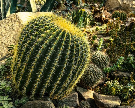 Large round cacti on the background of other plants in the botanical garden. Tropical plants in sunlight.