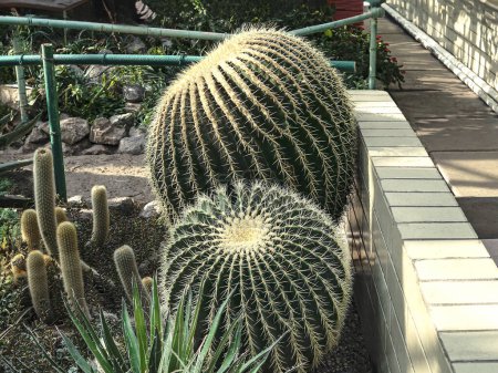 Große runde Kakteen auf dem Hintergrund anderer Pflanzen im Botanischen Garten. Tropische Pflanzen im Sonnenlicht.