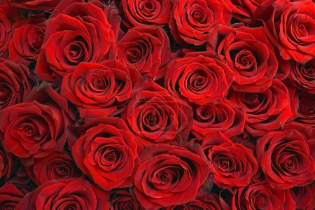 Foto de Ramo de rosas rojas festivo naturaleza fondo. Tarjeta de felicitación de la plantilla, pancarta para los deseos festivos de San Valentín y el día de la mujer. - Imagen libre de derechos