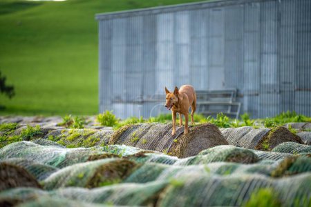 Téléchargez les photos : Chien de travail dans une ferme. kelpie chien sur un ranch. - en image libre de droit