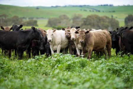 Foto de Espárrago regenerativo Angus, wagyu, Murray grey, Lácteos y ternera Vacas y toros pastando sobre hierba y pasto en un campo. Los animales son ecológicos y de campo libre, cultivados en una granja agrícola - Imagen libre de derechos
