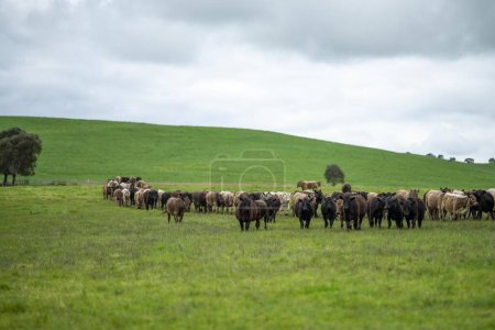 perder de toros Stud Beef, vacas y terneros pastando en la hierba en un campo, en Australia. razas de ganado bovino incluyen parque moteado, gris murray, angus, brangus y wagyu comer grano y trigo.