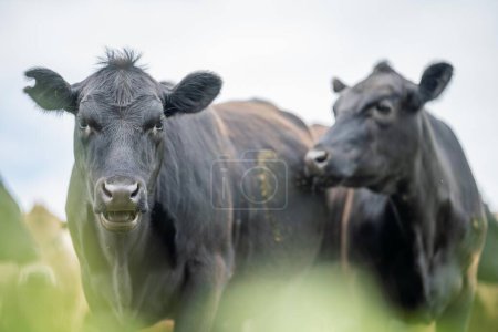 Foto de Espárrago regenerativo Angus, wagyu, Murray grey, Lácteos y ternera Vacas y toros pastando sobre hierba y pasto en un campo. Los animales son ecológicos y de campo libre, cultivados en una granja agrícola - Imagen libre de derechos