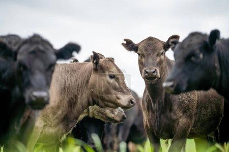 Téléchargez les photos : Troupeau de vaches pâturant dans un champ. bovins angus régénératifs dans un enclos - en image libre de droit