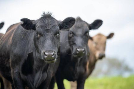 Foto de Campo agrícola en África, vacas de res en un campo. rebaño de ganado pastando en la hierba de una granja. vaca africana, carne de ganado en un rancho - Imagen libre de derechos
