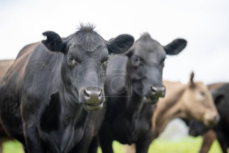 sustainable agriculture cow farm in a field, beef cows in a field. livestock herd grazing on grass on a farm. african cow, healthy regenerative food production 