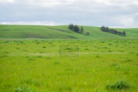 Foto de Hierba creciendo en un campo. pastos largos que crecen en una granja en primavera. alimentación del ganado en verano - Imagen libre de derechos