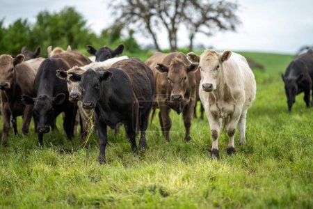 Foto de Agricultura sostenible granja de vacas en un campo, vacas de res en un campo. rebaño de ganado pastando en la hierba de una granja. vaca africana, producción saludable de alimentos regenerativos - Imagen libre de derechos