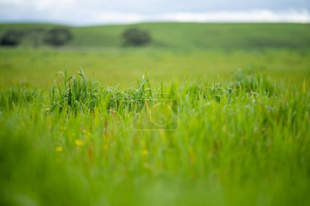 Foto de Hierba creciendo en un campo. pastos largos que crecen en una granja en primavera. - Imagen libre de derechos