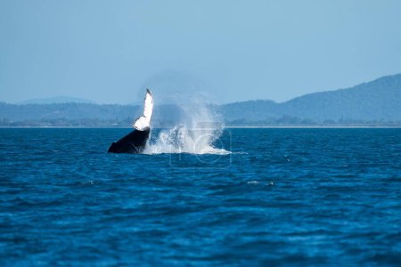 Téléchargez les photos : Queue de baleine d'un rorqual à bosse dans le Queensland australie au printemps - en image libre de droit