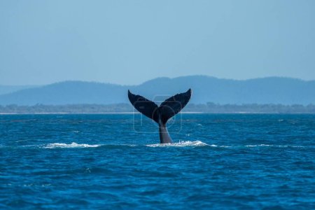 whale tail of a humpback whale in queensland australia in spring