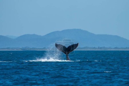 Photo for Whale tail of a humpback whale in queensland australia in spring - Royalty Free Image