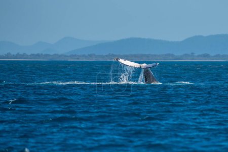 Téléchargez les photos : Queue de baleine d'un rorqual à bosse dans le Queensland australie au printemps - en image libre de droit