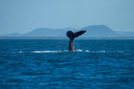 Photo for Whale tail of a humpback whale in queensland australia in spring - Royalty Free Image