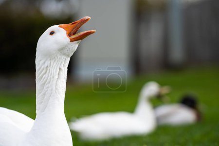 Enten und Gänse weiden im Sommer auf Gras in einem Park in Kanada