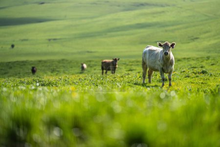 Foto de Vacas y ganado en primavera agricultura orgánica y regenerativa - Imagen libre de derechos