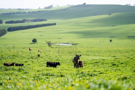 Foto de Angus y wagyu semental vacas y toros en una granja en primavera - Imagen libre de derechos
