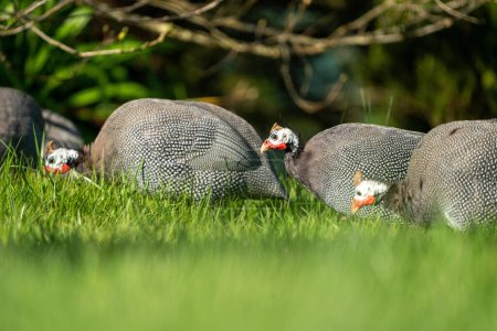 Photo for Guinea fowl bird wild in africa close up in spring - Royalty Free Image