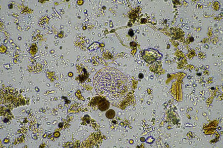 Foto de Microbios del suelo en un compost en una granja en la India en un laboratorio - Imagen libre de derechos