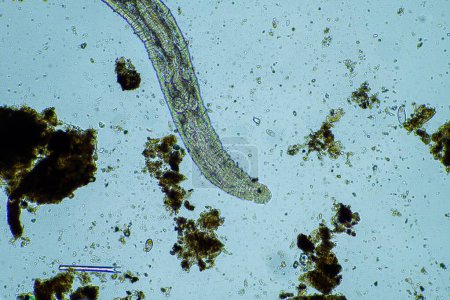 Foto de Gusano microscópico en el suelo en Australia en el compost - Imagen libre de derechos
