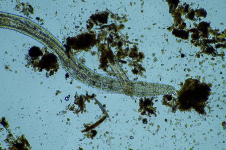 Foto de Microbios del suelo en un compost en una granja en la India en un laboratorio - Imagen libre de derechos