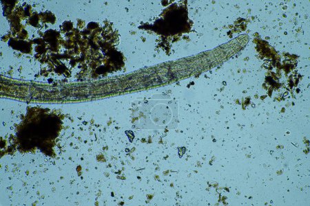 Foto de Gusano microscópico en el suelo en Australia en el compost - Imagen libre de derechos