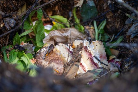 Foto de Convirtiendo una pila de compost termofílico de la red de alimentos del suelo llena de microorganismos, en América y Australia. en primavera - Imagen libre de derechos