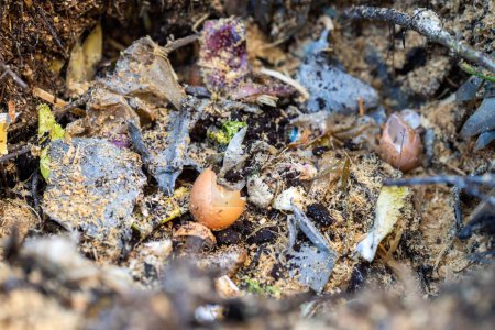 Foto de Añadir desperdicios de alimentos a una pila de compost. restos de cáscara de huevo, vegetales y frutas convirtiendo un compost en un jardín casero en Australia - Imagen libre de derechos