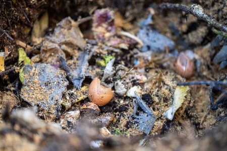 Téléchargez les photos : Ajouter des déchets alimentaires à une pile de compost. coquille d'oeuf, légumes et restes de fruits transformant un compost dans un jardin familial en Australie - en image libre de droit