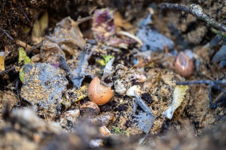 Téléchargez les photos : Ajouter des déchets alimentaires à une pile de compost. coquille d'oeuf, légumes et restes de fruits transformant un compost dans un jardin familial en Australie - en image libre de droit