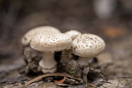Téléchargez les photos : Champignons poussant dans la nature. champignon fructifiant corps en Amérique - en image libre de droit