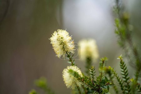Photo for Native plants growing in the bush in tasmania australia in spring - Royalty Free Image