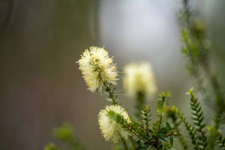 Téléchargez les photos : Plantes indigènes poussant dans la brousse en tasmanie australie au printemps - en image libre de droit