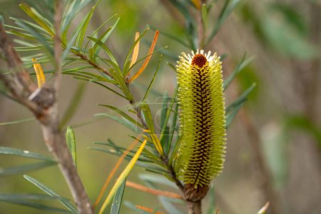 Photo for Native plants growing in the bush in tasmania australia in spring - Royalty Free Image