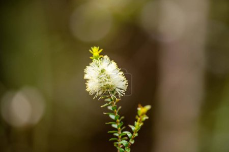 Téléchargez les photos : Plantes indigènes poussant dans la brousse en tasmanie australie au printemps - en image libre de droit