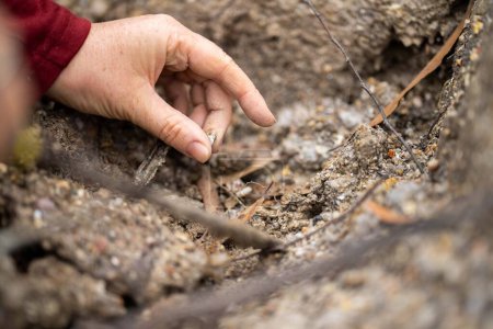Foto de Excavación de gemas y metales en Australia en primavera - Imagen libre de derechos