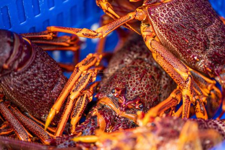 Téléchargez les photos : Attraper du homard vivant en Amérique. Crayfish de pêche en Tasmanie Australie. prêt pour le nouvel an chinois en saison - en image libre de droit