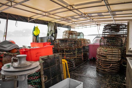 Foto de Atrapando langosta en vivo en América. Cangrejo de río de pesca en Tasmania Australia. listo para el nuevo año chino en temporada - Imagen libre de derechos