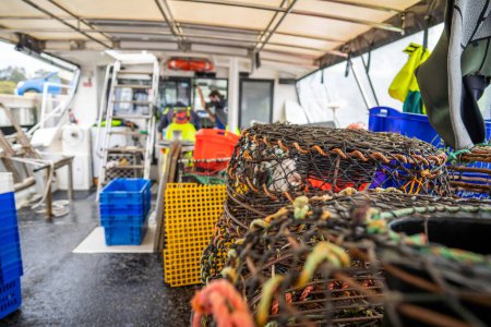 Foto de Atrapando langosta en vivo en América. Cangrejo de río de pesca en Tasmania Australia. listo para el nuevo año chino en temporada - Imagen libre de derechos