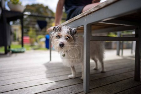 Téléchargez les photos : Small jack russell dog close up. hairy little dog in australia - en image libre de droit